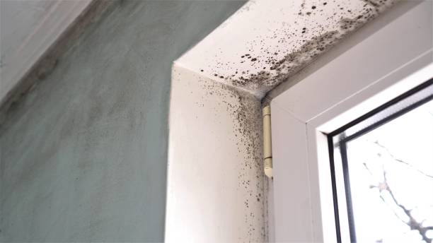 Best Residential Mold Removal  in San Felipe, TX