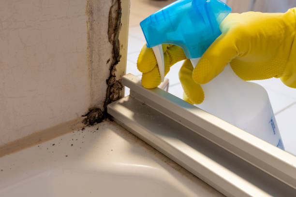 Best Mold Removal Near Me  in San Felipe, TX