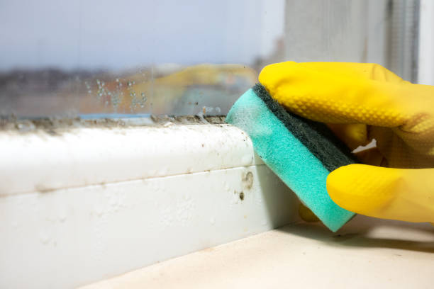 Trusted San Felipe, TX Mold Removal Experts