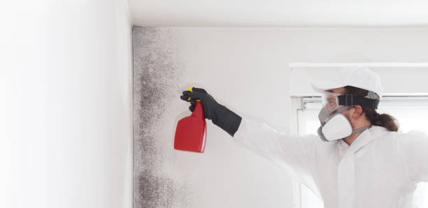 Best Toxic Mold Removal  in San Felipe, TX