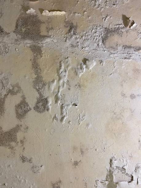 Water Damage Restoration in San Felipe, TX