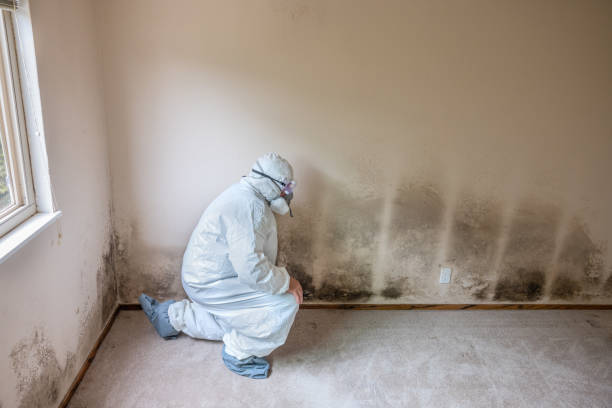 Best Mold Remediation  in San Felipe, TX