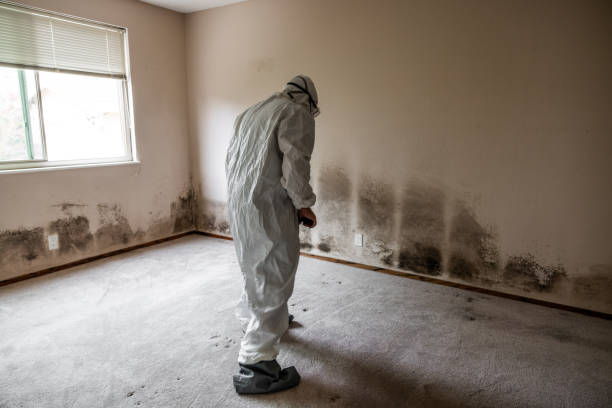 Best Black Mold Removal  in San Felipe, TX