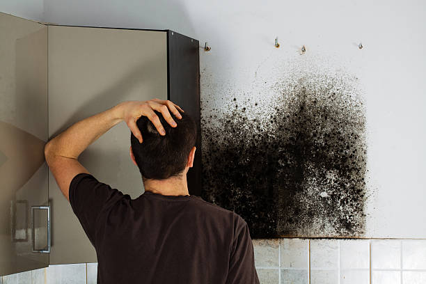 Best Best Mold Removal Companies  in San Felipe, TX