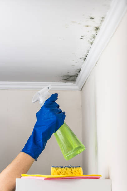 Best Mold Testing and Removal  in San Felipe, TX