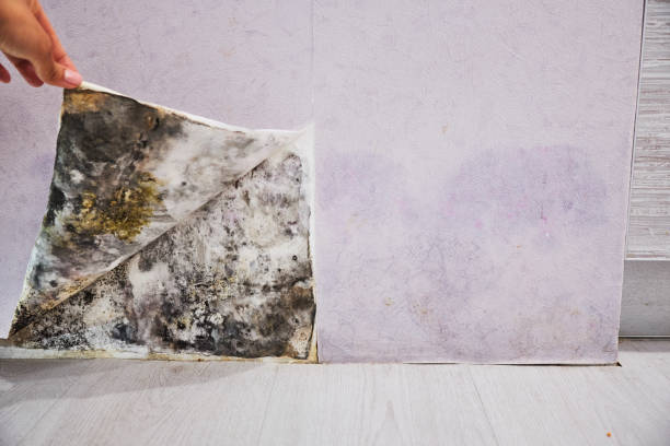 Best Water Damage Restoration  in San Felipe, TX